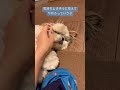 ツンデレシーズー relax shihtzu rejects petting シーズーあいす puppy shihtzu 子犬 dog 犬のしつけ 犬 family ツンデレ