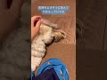 ツンデレシーズー relax shihtzu rejects petting シーズーあいす puppy shihtzu 子犬 dog 犬のしつけ 犬 family ツンデレ