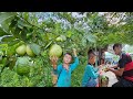 Orphan Boy Hoan - Picking giant guavas and banana balls to sell in the village