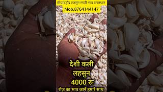 देशी कली लहसुन। Today's garlic rates। garlic price। Aaj Ka Lahsun Ka Bhav। #garlic #lahsun #Bhav