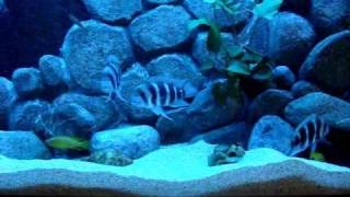 Voted Best African Tanganyika Cichlids Aquarium