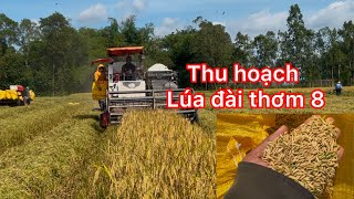 Gặt lúa đài thơm 8 vụ đông xuân #11 Hạt lúa tươi sáng chắc nặng hạt _ TOÀN CHANNEL