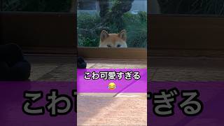 こわかわいすぎる柴犬😂 #shorts #柴犬 #こわい #かわいい #おもしろ #衝撃 #shibainu #dog