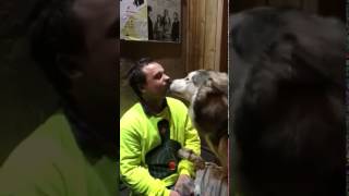 husky cant stop licking | CONTENTbible