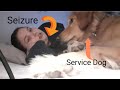 My Service dog alerting to a seizure! | #epilepsy