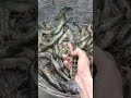 Black tiger shrimp farming