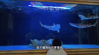 #海底世界 #海洋生物 #鯊魚 #黑鰭鯊 #抖音小助手 #抖音熱門 #鯊魚缸