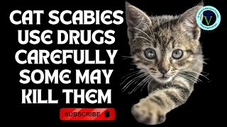 Decoding Cat Scabies: Signs, Therapy, and Safe Treatment Options I GNP Sir