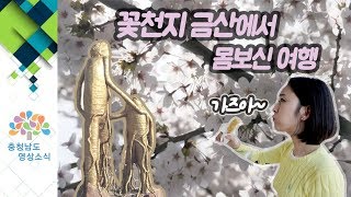 꽃천지 금산에서 몸보신 여행