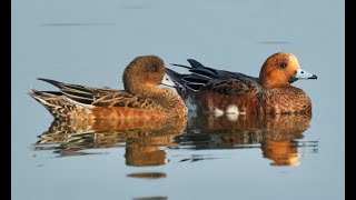 赤頸鴨   EURASIAN WIGEON