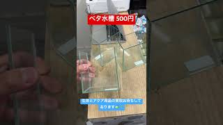 【ベタ水槽】500円（東京都江戸川区）【買取専門店/セカンドアクア】