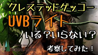 クレステッドゲッコー 約４年飼育して紫外線（UVB）を当てる当てない問題について考えてみた！