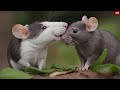 5 sounds rats make and what they mean rat body language and rat behaviors explained