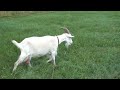 Русская деревня russian village . Наши козы our goats .