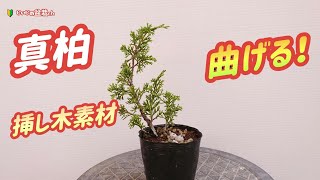 Make a mini juniper! [Bending the juniper material. ] / Beginner / Mini Bonsai