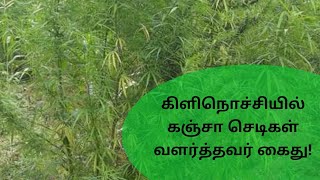 கிளிநொச்சியில் கஞ்சா செடிகள் வளர்த்தவர் கைது!