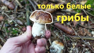 Белые грибы в Германии, где их искать? Самые грибные места!