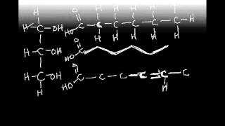 BIOLOGY 222 Chapter 05 Lecture 2 lipids ERG