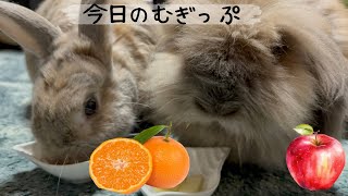 1161【今日のむぎップ】冬みかんに幸せになるミニうさぎ　りんごうまうま　アメリカンファジーロップイヤー　〜today’s Mugi and Hop 〜