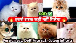 2025 Latest Kitten \u0026 Cats Market in Delhi | Persian Kittens | Cash on Delivery | Cats for sale