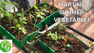 Starting Summer Vegetables - A Complete Guide To Starting Vegetable Seeds - Tomatoes, Peppers etc.