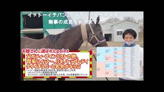 ドリームホース・生産馬と繁殖牝馬のご紹介です。（2023年10月現在）