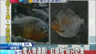 20131103中天新聞　驚！台中出現「咬下體魚」　牙如人齒