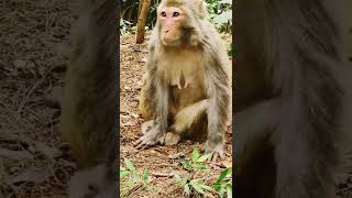 Monkeys, Baby monkey videos   BeeLee Monkey Fans #Shorts EP787