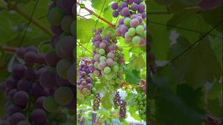 Mix Grapes Fruit Garden | #garden #fruit #nature #music #shorts