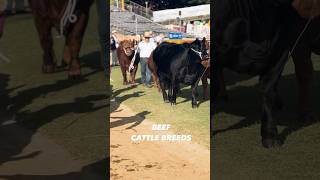 GET TO KNOW SOME OF THE BEEF CATTLE BREEDS AT THE EKKA 🐮 #Shorts #cattle