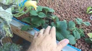 My Aquaponic System Walk-through Live!