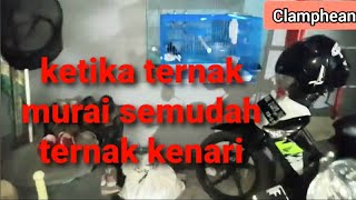 Ternak Murai Kandang Minimalis kandang Lovebird || di Garasi