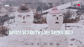 눈이 많이와서  눈사람 만들었어요~풍산개 하늘바다와 놀아주기~귀농귀촌 #202