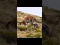 Bush cat hunting guanacos  #cat #guanacos #wildlife #shorts #viralvideo #foryou #facts #nature