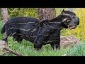 Download 10 RAREST DOG BREEDS IN THE WORLD In Mp4 3Gp Full HD Video