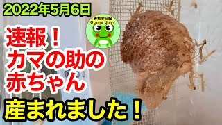 【速報！】カマの助の卵が2022年5月6日、ついに孵化しました！庭カマちゃんとカマの助の子供を合計2匹育てます！【おたま日記】