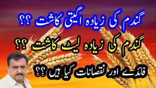 Gandam ki advans kasht or let kasht ke faide or naqsanat || Best time for wheat cultivation