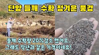 단양 들깨수확 작년보다 수확량 적어도 시세는 작년과 같아요!#산지마켓 #산지직송 #산지직거래 #들깨 #단양들깨