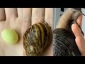 *SNAIL* growing timelapse |Giant Snail on my hand