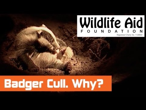 Is the badger cull over?