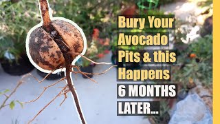 Bury Avocado Pits in Garden and this happens!  FREE TREES