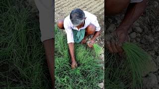 Uprooting Onion Seedlings #shorts