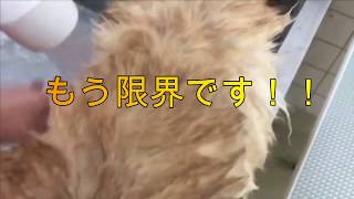 【柴犬】シャンプー嫌いな柴犬を洗う