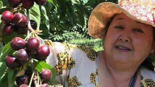 Cherries picking at Root Orchard 071719