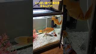 #アクアリウム#60センチ水槽#食いしん坊ばんざい#金魚デカい#餌あげ#地味～な動画#食べるの早っw