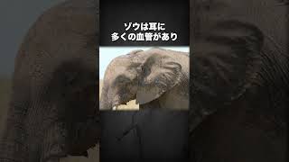 ゾウに関するおもしろい雑学  #雑学 #動物雑学 #動物豆知識 #ゾウ