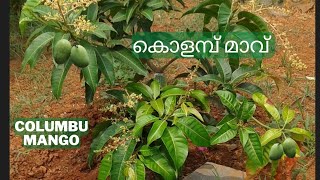 കൊള०ബ് മാവ്   II  colombu maavu #mango #trending