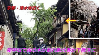 京都市東山区・清水寺近くの産寧坂で桜が倒れ1人下敷き（2024年4月23日　京都市東山区）　A cherry tree falls and a tourist is crushed under it.