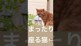 まったり住宅の門で座る猫🐈 A cat sitting at the gate of a relaxing house🐈