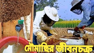 মৌমাছির রহস্যময় জীবনচক্র। bee life cycle